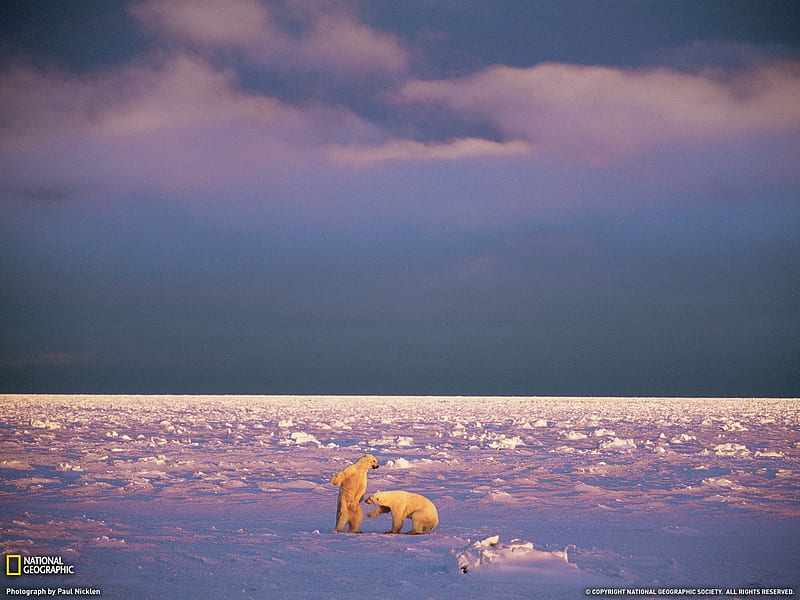 Sparring Polar Bears Svalbard-Landscape graphy theme, HD wallpaper
