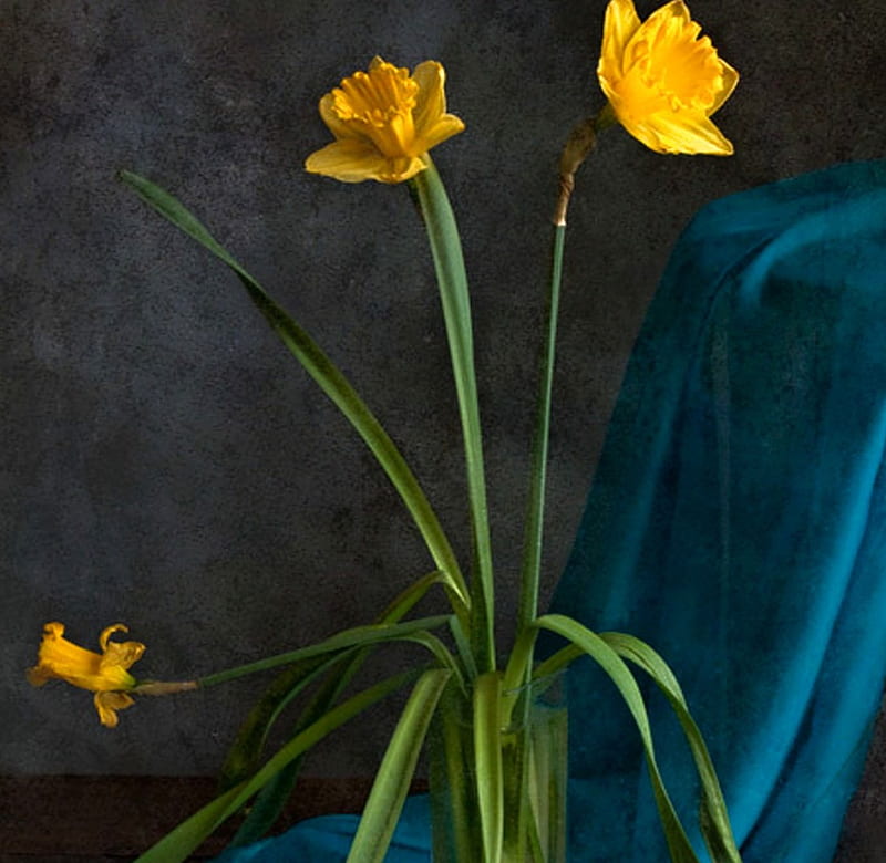 Narcissus, flower, yellow, bonito, HD wallpaper
