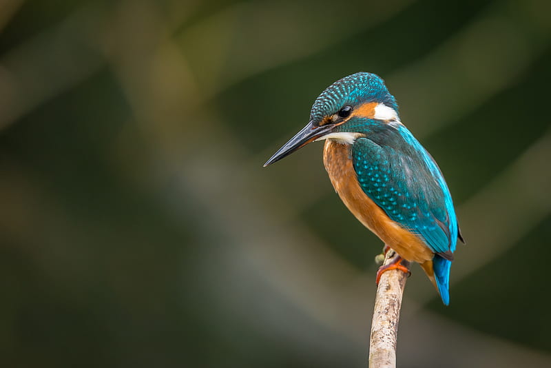 selective focus graphy of blue kingfisher, HD wallpaper