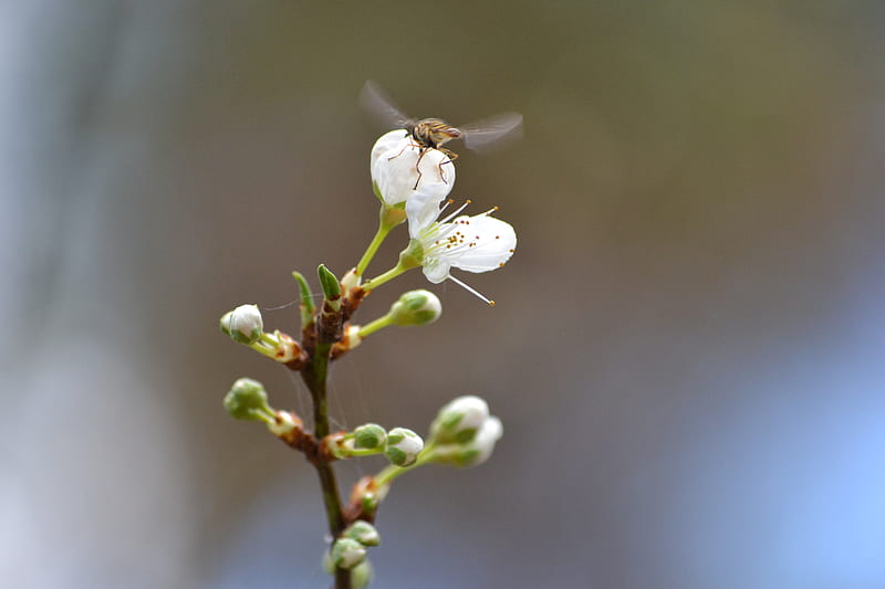 Just landing, plum, insect, blossom, white, HD wallpaper