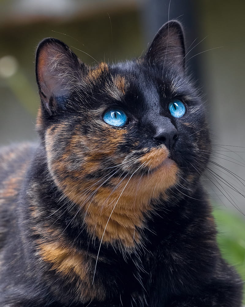 cat, tortoiseshell, glance, pet, blue-eyed, HD phone wallpaper