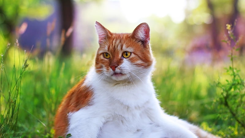 Cute White And Brown Cat In A Blur Background Sitting On Greenfield Animals, HD wallpaper