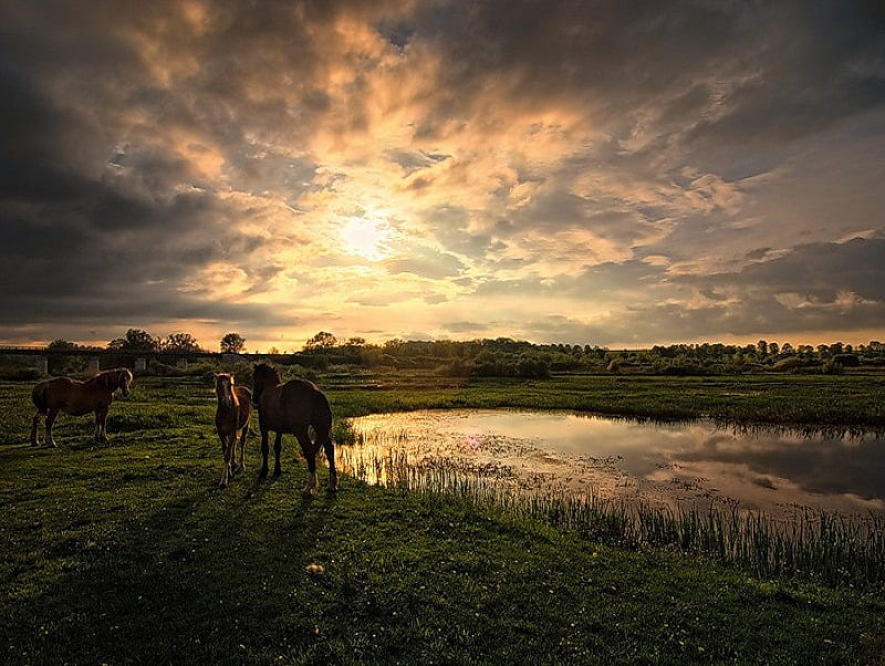 Getting aquainted, house, friend, brown, grass, tails, bonito, clouds, sunrise, reflection, hill, animals, horse, horses, lake, spotted, sun beams, sunrays, mane, HD wallpaper