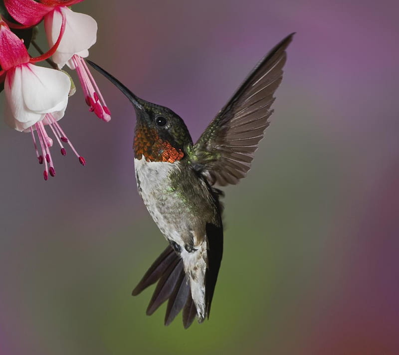 Hummingbird, animal, colorful, flight, fly, nature, nectar, vivid, HD wallpaper