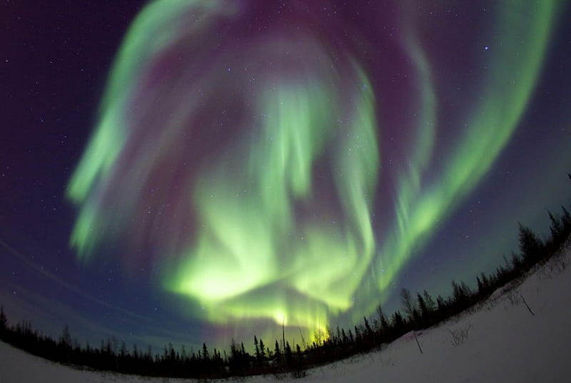 Yellowknife Northwest Territories - Canada, Trees, Aurora Borealis, Canada, Yellowknife Northwest Territories, HD wallpaper