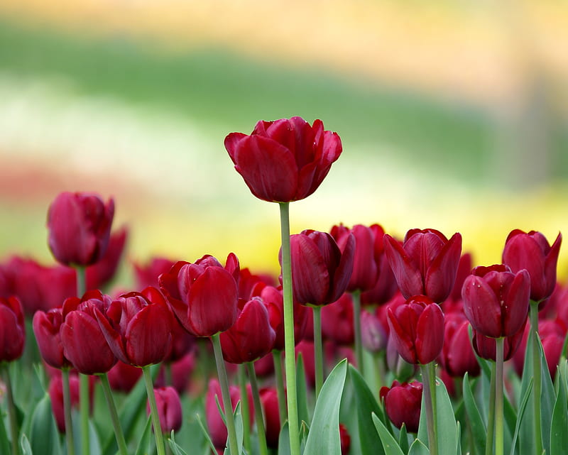 Tulips, flower, garden, nature, rose, tulip, HD wallpaper