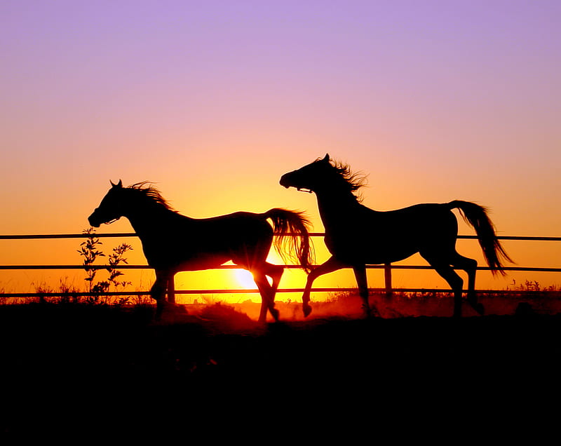 sunset horse, sunset, nature, horses, animal, HD wallpaper