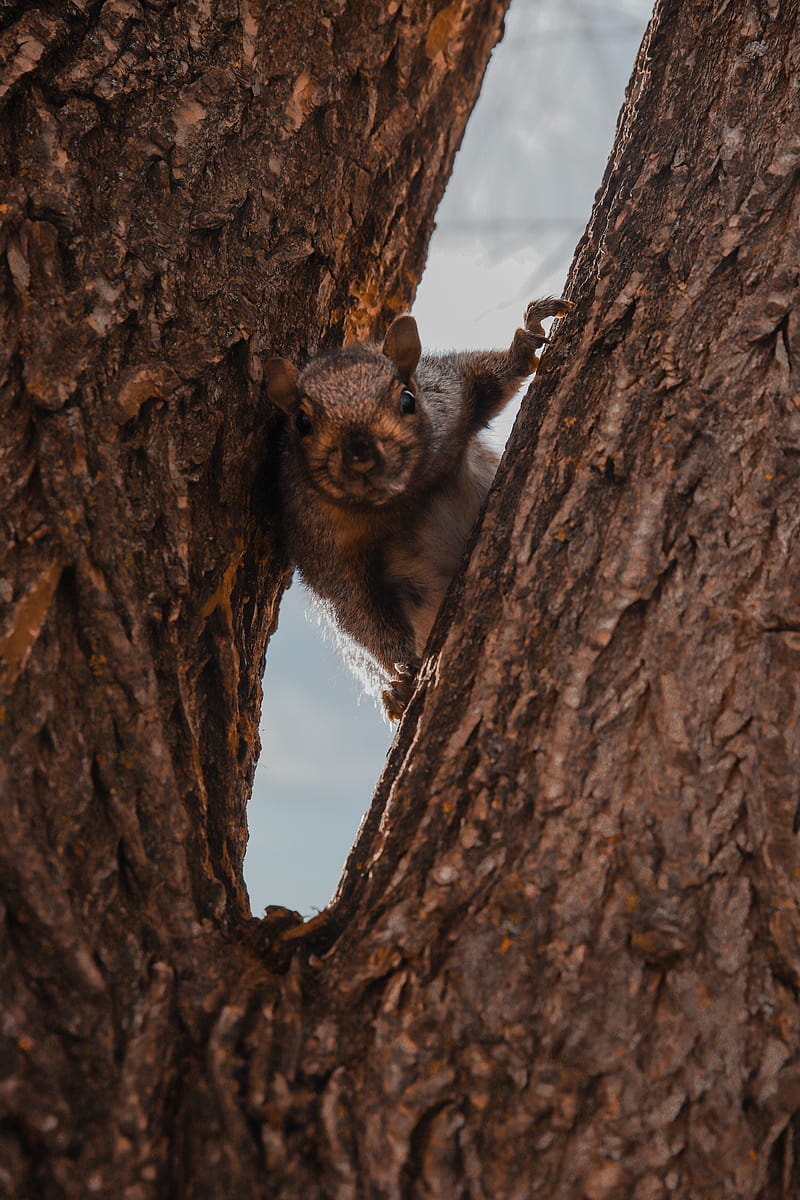 squirrel, tree, brown, animal, HD phone wallpaper