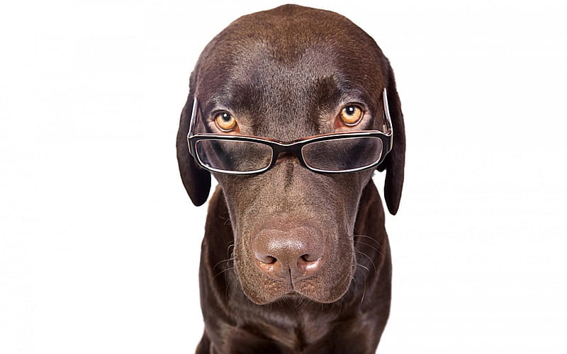 Clever Dog, glasses, nose, brown, dog, HD wallpaper