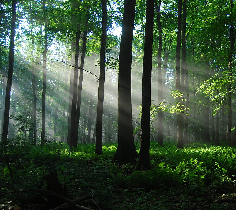 Forest, bonito, lights, nature, rays, sun rays, trees, HD wallpaper