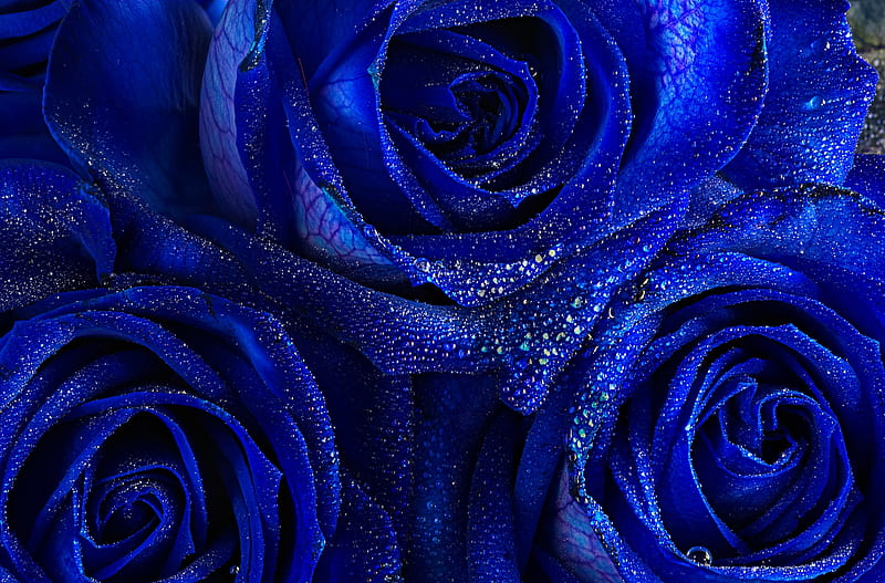 Blue roses background, pretty, wet, lovely, bonito, drops, roses, macro,  flowers, HD wallpaper | Peakpx