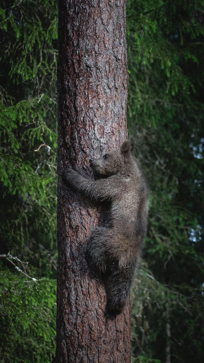 Cute Baby Bear Climbs , EarthVision, animal, climb, earth, forest, national geographic, nature, graphy, planet earth, tree, wildlife, HD phone wallpaper