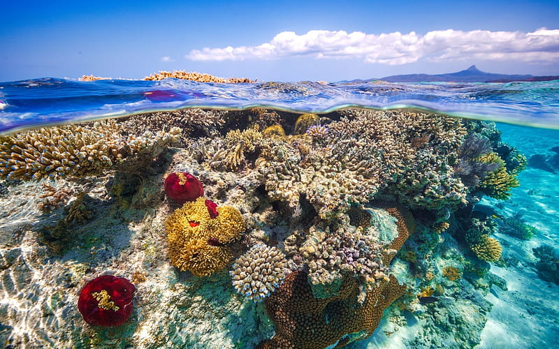 Coral reef, ocean, underwater, tropical islands, coral, HD wallpaper |  Peakpx