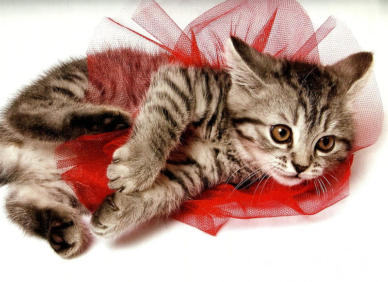 A kitten in a red tutu, tutu, cute, red, kitten, HD wallpaper
