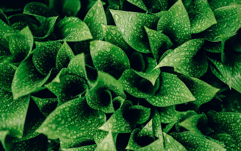 background with green leaves, drops of water on the leaves, green leaves texture, background with leaves, HD wallpaper