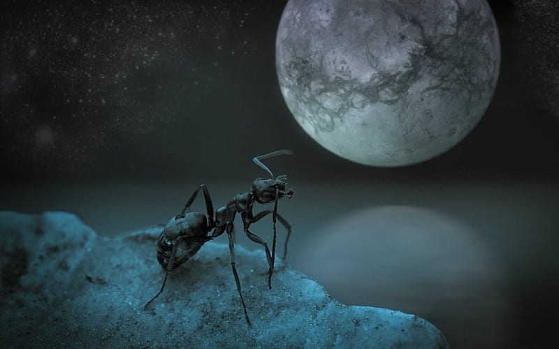 Ant World Fantasy Moon Ant Dark Hd Wallpaper Peakpx