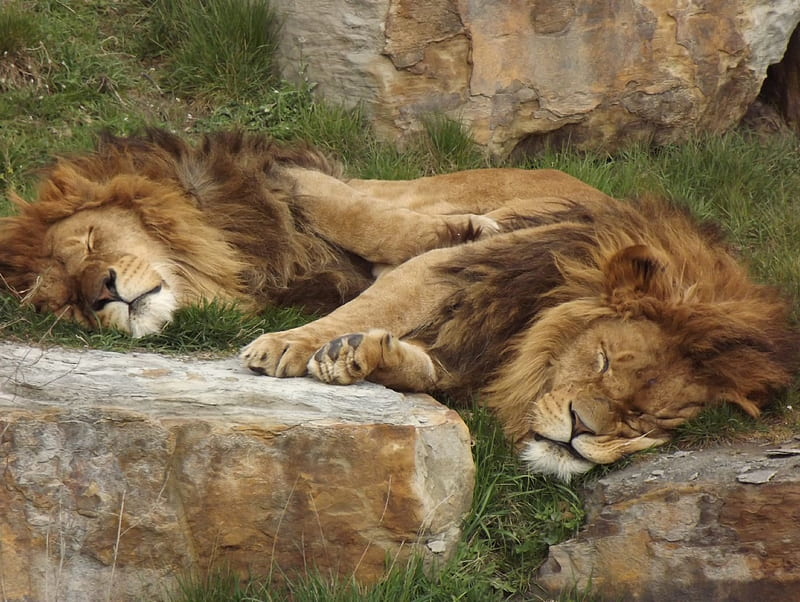 African Lions Sleeping, Sleeping African Lions, Sleeping Lions, African Lions, Lions, HD wallpaper