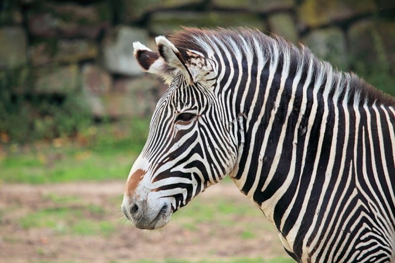 ZEBRA HEAD, mammal, wild, black and white, zebra, patterns, HD wallpaper