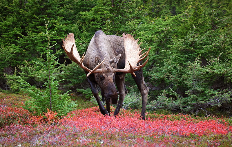 Animal, Moose, Wildlife, HD wallpaper