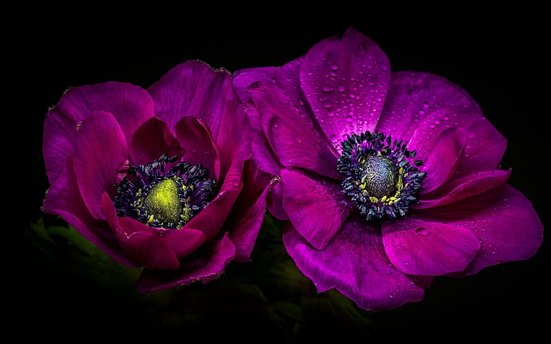 Anemones, flower, black, purple, anemone, HD wallpaper