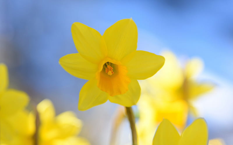 Yellow daffodils in sunshine-Spring Flowers, HD wallpaper