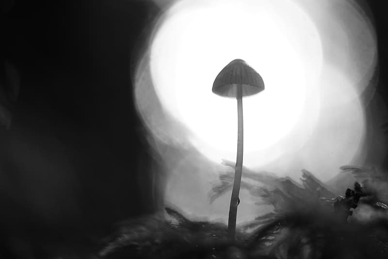 mycena, mushroom, black and white, macro, blur, HD wallpaper