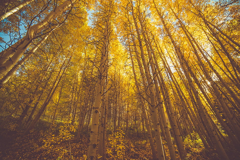 Golden Fall Season Forest , forest, nature, HD wallpaper