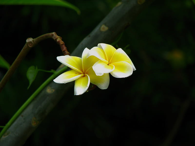White Frangipani From Bali, Frangipani, White Frangipani, White, plumeria, plumerias, flower, flowers, nature, Bali, HD wallpaper