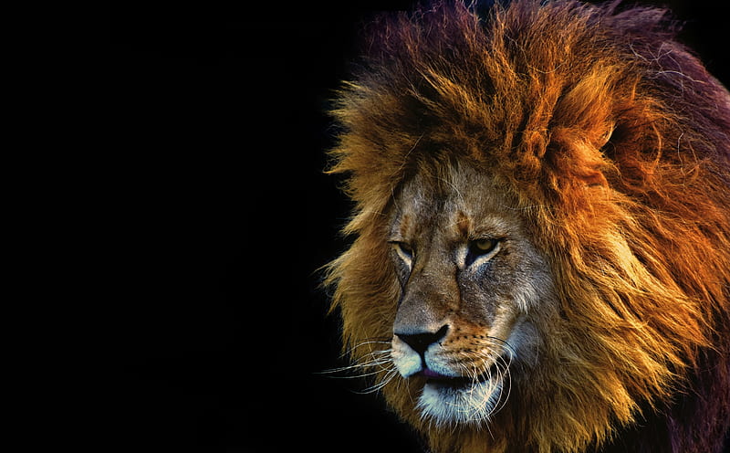 Lion Face Male Ultra, Animals, Wild, bonito, Lion, Feline, Male, Animal, King, HD wallpaper