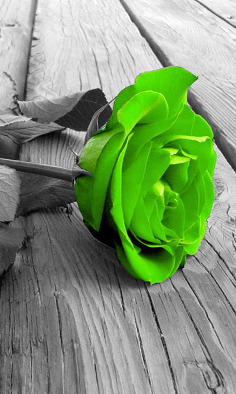 HD a green rose abstract wallpapers | Peakpx