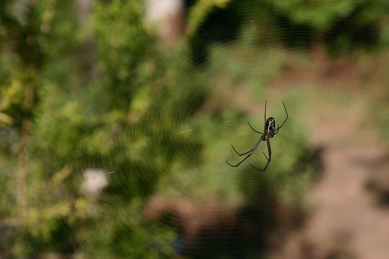 Spider in a web in our garden, incy wincy, said the spider, come into my web, not, HD wallpaper