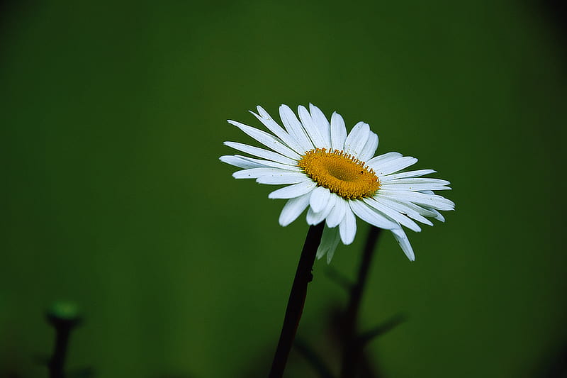 Yellow and White Daisy Flower, HD wallpaper