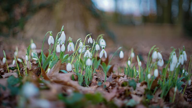 This year's snowdrops under an oak in Antwerp, plants, spring, blossoms, belgium, HD wallpaper