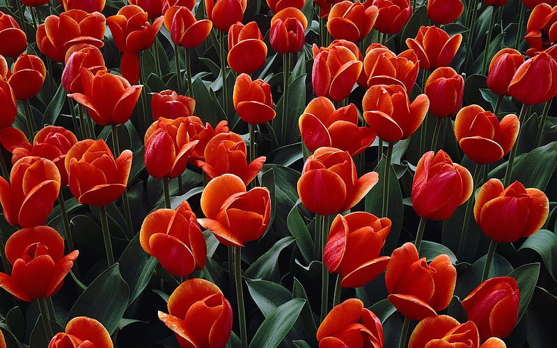 Bed of Red Tulips, HD wallpaper