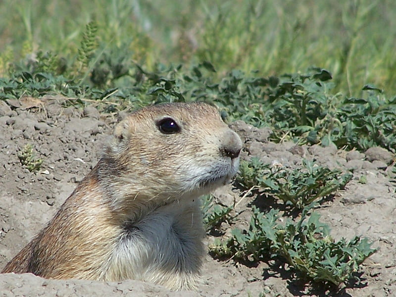 Peek a Boo Prairie Dog, prairie dog, mound, grass, curious, rodent, HD wallpaper