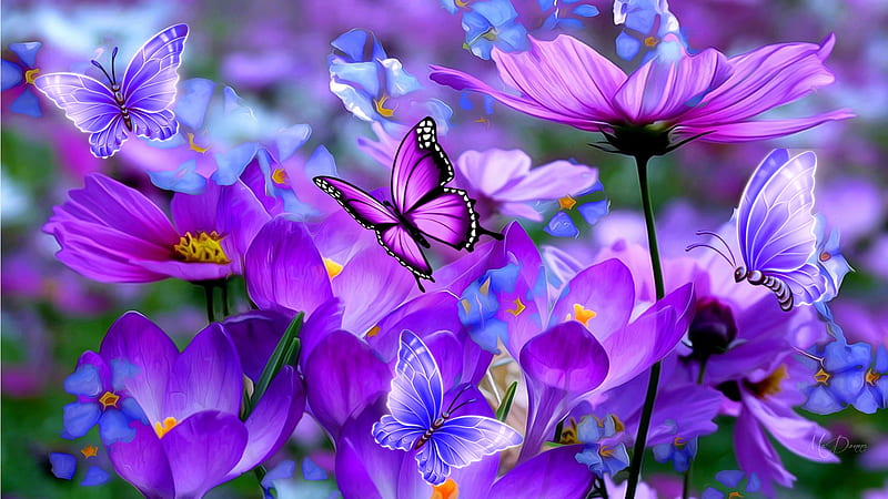 Purple Passion, crocus, wild flowers, butterflies, spring, purple, summer, flowers, garden, cosmos, Firefox Persona theme, HD wallpaper