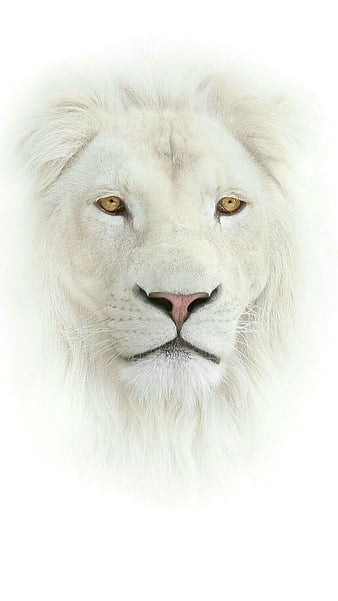 Black and White Lion wild animals, HD phone wallpaper | Peakpx
