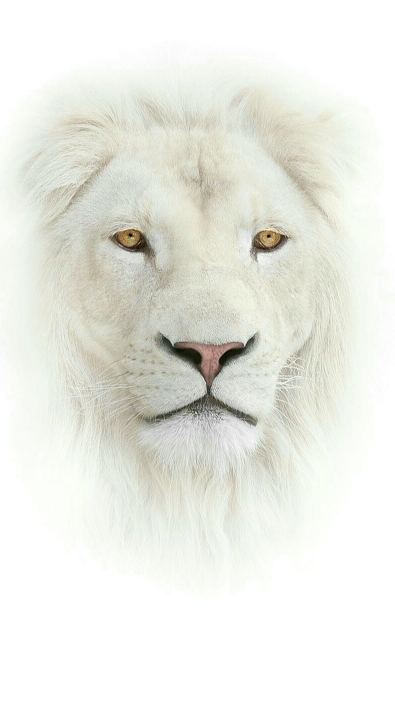 white lion, animal, face, wild, HD phone wallpaper