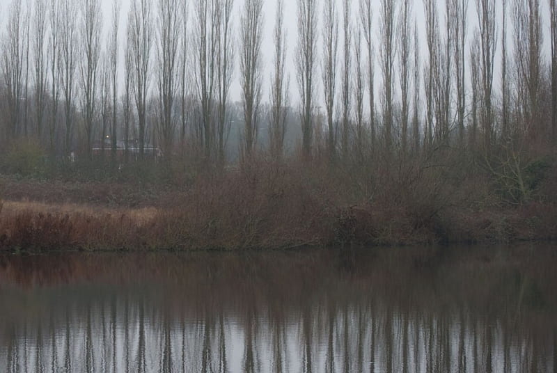 Misty poplars, cloudy, reflecting, cold, HD wallpaper