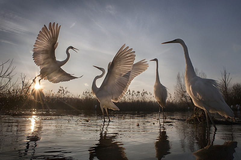 Great Egrets Take Flight, Jostling for space and food in a crowded swamp, Conservation success story, Great Egrets, Hungary, HD wallpaper