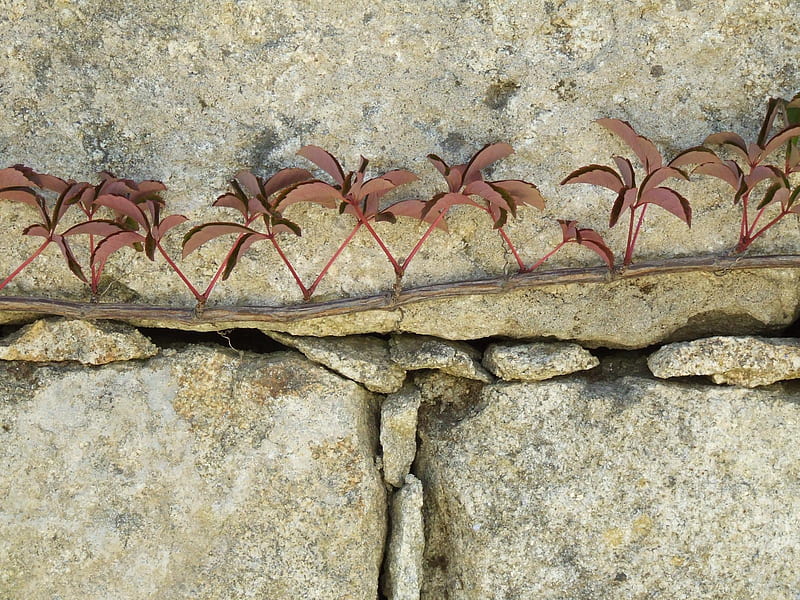 Untitled , climbing plant, wall, creeper, dry stone wall, HD wallpaper