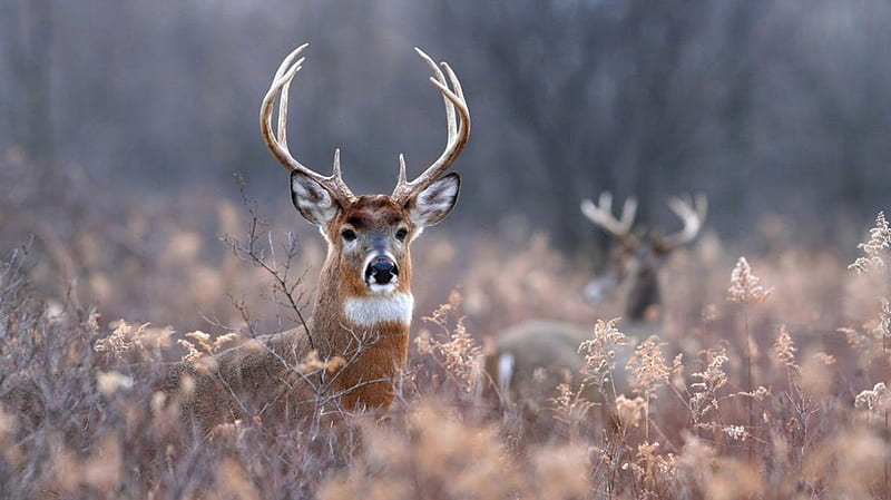Young buck wild, buck, wildlife, animals, wild animals, deer, HD wallpaper