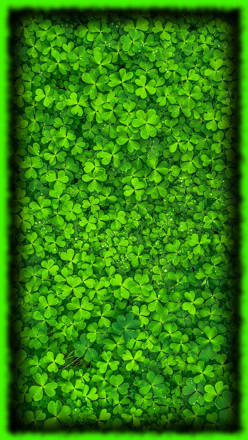 four leaf clover, green, HD phone wallpaper