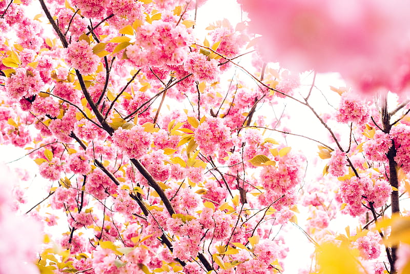 Pink Blossoming Tree , blossom, pink, trees, HD wallpaper