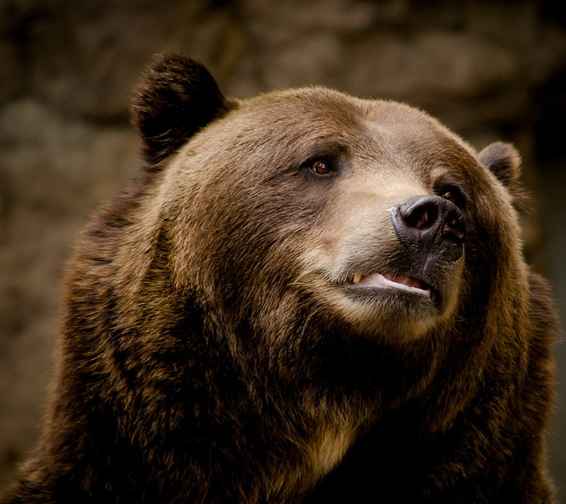 Brown Grizzly Bear, bears, carnivors, kodiak, predators, HD wallpaper