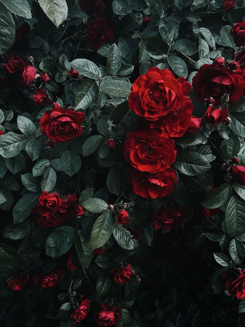 Roses, flowers, nature, spring, HD phone wallpaper