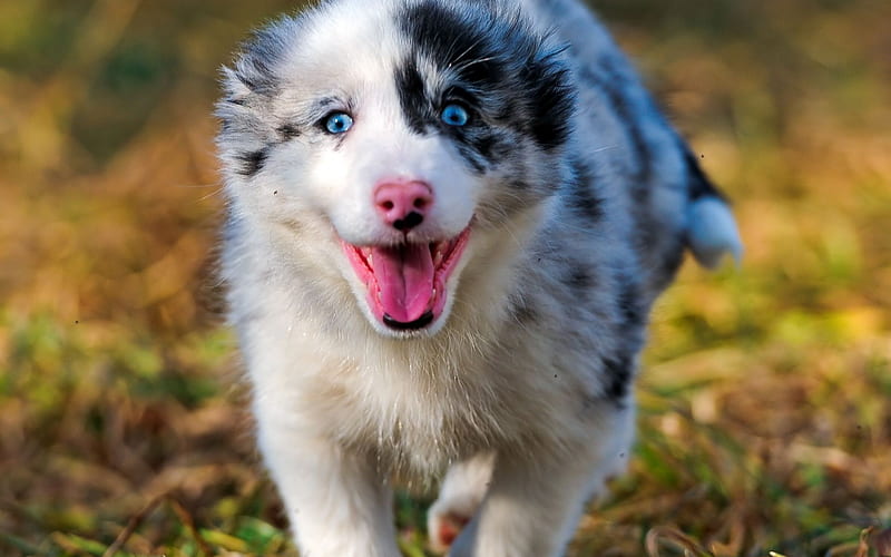 Aussie, puppy, blue eyes, Australian Shepherd, running dog, pets, dogs, Australian Shepherd Dog, Aussie Dog, HD wallpaper