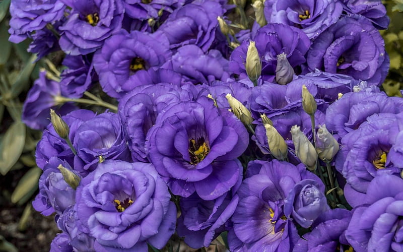 Eustoma, flower, skin, purple, HD wallpaper