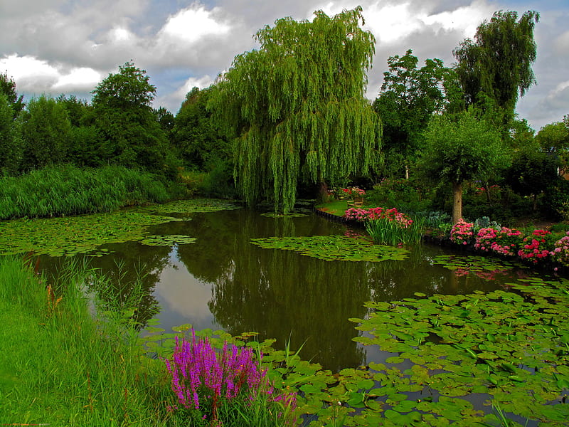 Beautiful pond., cloud, weeping willow, park, sky, lake, pond, waterlily, tree, water, flower, HD wallpaper