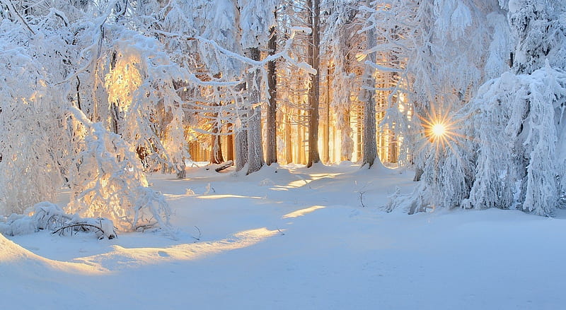 Winter Ultra, Seasons, Winter, Trees, Forest, Snow, HD wallpaper